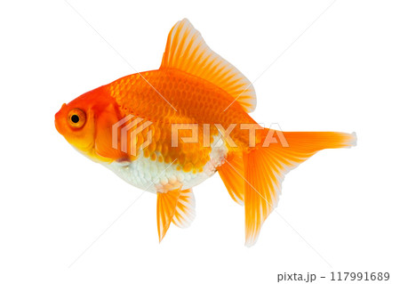 Oranda goldfish isolated on white background close up Oranda goldfish isolated on white background close up 117991689