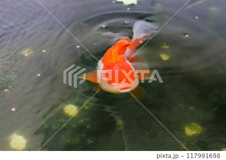 Goldfish in aquarium fish pond close up Goldfish in aquarium fish pond close up 117991698