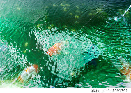 Goldfish in aquarium fish pond close up 117991701