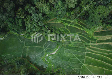 Aerial view Rice fields and dark green trees in the rainy season Aerial view Rice fields and dark green trees in the rainy season 117991928