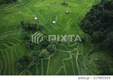 Aerial view Rice fields and dark green trees in the rainy season Aerial view Rice fields and dark green trees in the rainy season 117991929