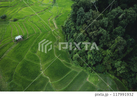 Aerial view Rice fields and dark green trees in the rainy season 117991932