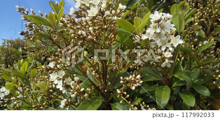 秋には黒い実を付けるシャリンバイの白い花 秋には黒い実を付けるシャリンバイの白い花 117992033