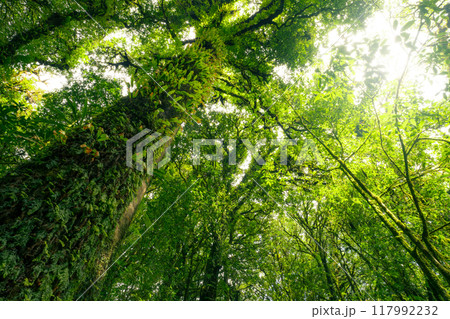 Looking up view of tree trunk to green leaves of tree in forest with sun light. Fresh environment in green woods. Forest tree on sunny day. Natural carbon capture. Sustainable conservation and ecology 117992232