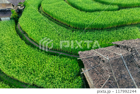 Landscape of green rice terraces and traditional huts in a village near Chiangmai, Thailand. Travel destinations. Beauty of terraced rice fields. Rural life and traditional farming practices in Asia. Landscape of green rice terraces and traditional huts in a village near Chiangmai, Thailand. Travel destinations. Beauty of terraced rice fields. Rural life and traditional farming practices in Asia. 117992244