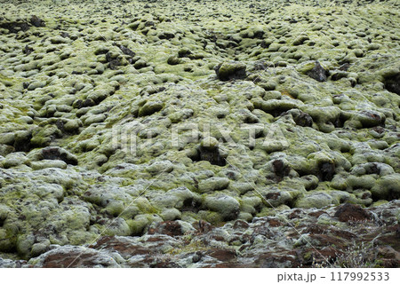 Moss covered lava field, Eldhraun, Iceland 117992533