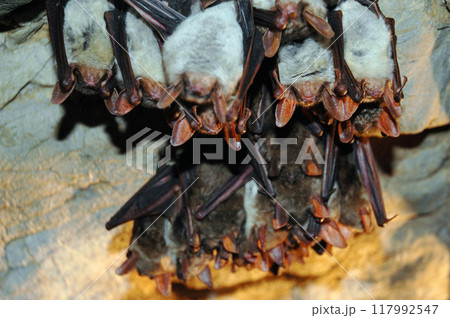 Colony of hanging bats in a cave. These fllying mammals are using echolocation to navigate Colony of hanging bats in a cave. These fllying mammals are using echolocation to navigate 117992547