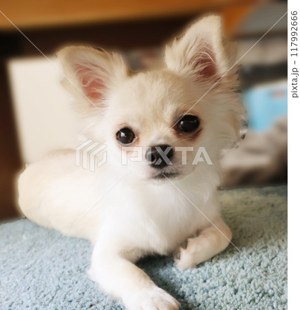 白いチワワ 117992666