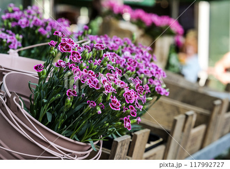 Beautiful Bouquet Of Purple Flowers In The Display Window Of The Flower Shop Beautiful Bouquet Of Purple Flowers In The Display Window Of The Flower Shop 117992727