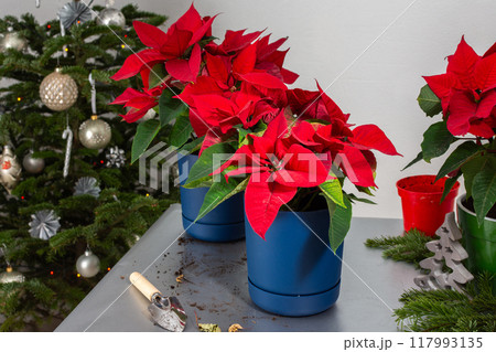 Transplanting Poinsettia flowers into new pots Transplanting Poinsettia flowers into new pots 117993135