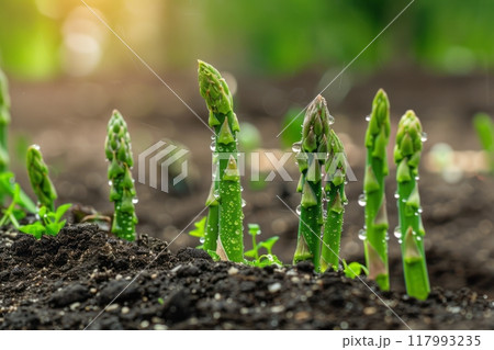 Asparagus thrives in thick rows on a plantation, each verdant stalk glistening with morning dew, reflecting its fresh, organic growth and the promise of a bountiful harvest 117993235