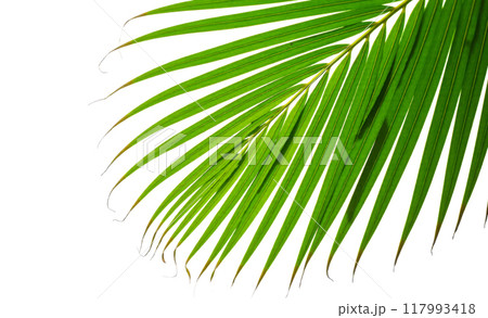 Green Palm Leaf on White, Showcasing Detailed Texture of Tropical Plant Foliage. Natural Botanical Element for Fresh Design Themes. Environmental Graphics Green Palm Leaf on White, Showcasing Detailed Texture of Tropical Plant Foliage. Natural Botanical Element for Fresh Design Themes. Environmental Graphics 117993418