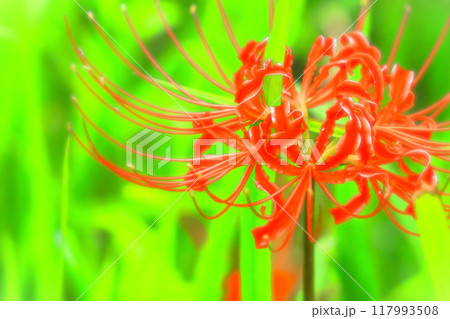 鮮やかな鮮紅色の彼岸花 117993508