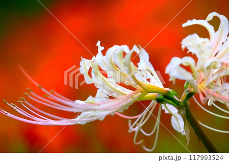 赤背景の爽やかな白花彼岸花 赤背景の爽やかな白花彼岸花 117993524