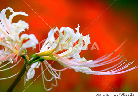 赤背景の爽やかな白花彼岸花 117993525