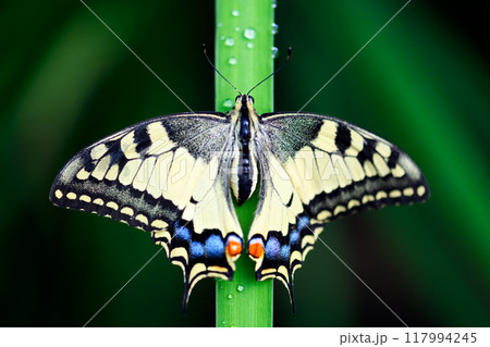 Macro shot of Beautiful Swallowtail Butterfly on green grass 117994245