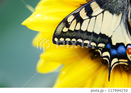 Macro shot of Beautiful Swallowtail Butterfly wing on yellow flower 117994250