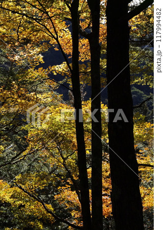 上高地 秋のコントラスト 上高地 秋のコントラスト 117994482