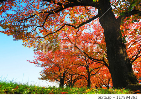 荒川赤羽桜堤緑地の桜の樹が紅葉した青空の風景 117994863