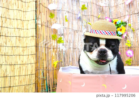 麦わら帽子を被ってプールに入ってるボストンテリアのマイティ君♡ 117995206