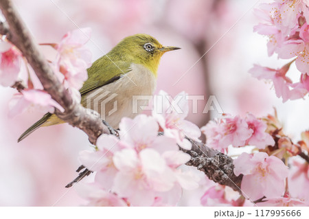 花見をするメジロ 花見をするメジロ 117995666