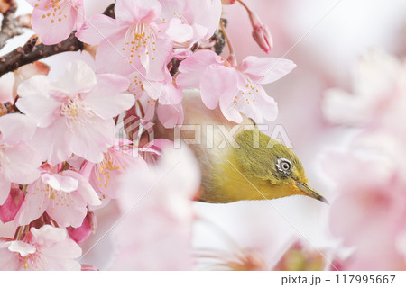 桜の花びらから顔を出すメジロ 117995667