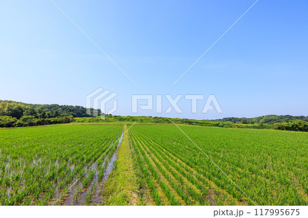 初夏の田園風景 愛知県常滑市 初夏の田園風景 愛知県常滑市 117995675