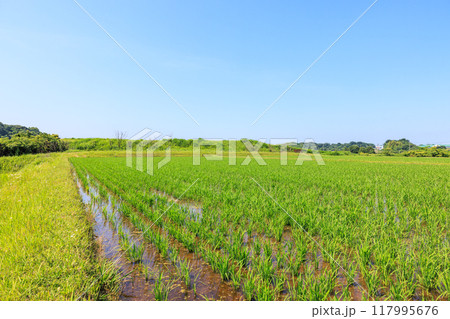 初夏の田園風景 愛知県常滑市 初夏の田園風景 愛知県常滑市 117995676