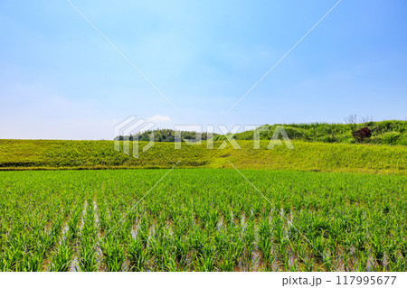 初夏の田園風景　愛知県常滑市 117995677