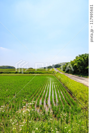 初夏の田園風景 愛知県常滑市 初夏の田園風景 愛知県常滑市 117995681