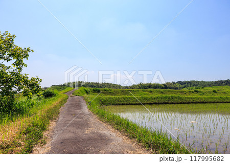 初夏の田園風景　愛知県常滑市 117995682