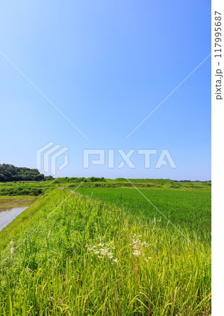初夏の田園風景 愛知県常滑市 初夏の田園風景 愛知県常滑市 117995687