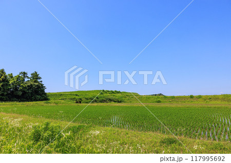 初夏の田園風景 愛知県常滑市 初夏の田園風景 愛知県常滑市 117995692