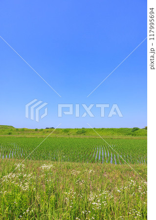 初夏の田園風景 愛知県常滑市 初夏の田園風景 愛知県常滑市 117995694