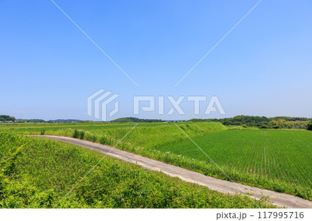 初夏の田園風景　愛知県常滑市 117995716