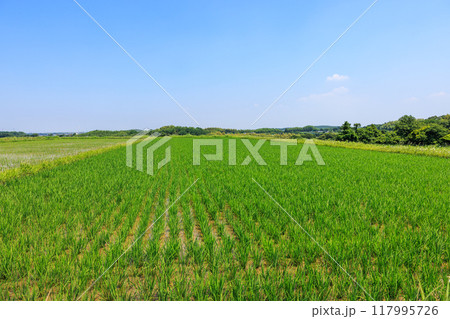 初夏の田園風景 愛知県常滑市 初夏の田園風景 愛知県常滑市 117995726