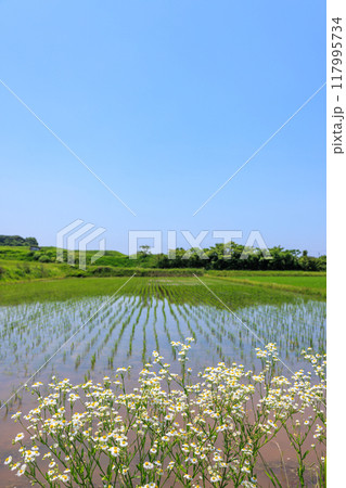 初夏の田園風景 愛知県常滑市 初夏の田園風景 愛知県常滑市 117995734