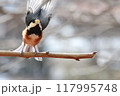 止まり木の上で飛び立つ準備しているヤマガラ 117995748