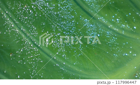 水滴のついた葉 117996447