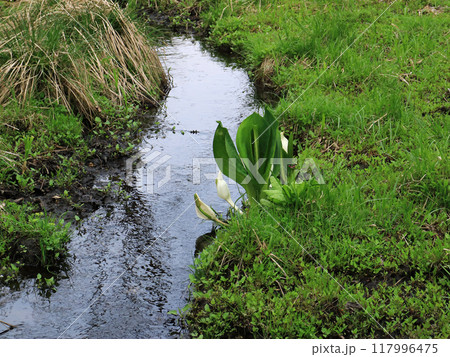 北海道白老町のポロト自然休養林内の水芭蕉 北海道白老町のポロト自然休養林内の水芭蕉 117996475