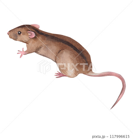 Handmade brown rat with a black stripe on its back, field mouse. All objects are hand-drawn with watercolors. Watercolor illustration. Suitable for printing on fabric, paper, for pet products. Handmade brown rat with a black stripe on its back, field mouse. All objects are hand-drawn with watercolors. Watercolor illustration. Suitable for printing on fabric, paper, for pet products. 117996615
