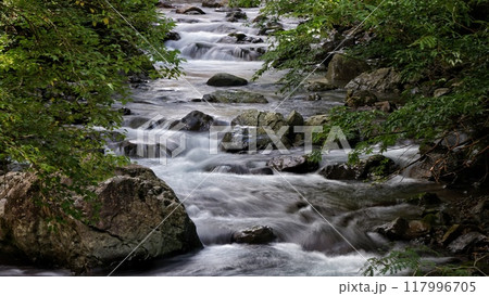 和歌山県「万歳の滝」付近の渓谷(日高郡日高川町寒川) 和歌山県「万歳の滝」付近の渓谷(日高郡日高川町寒川) 117996705