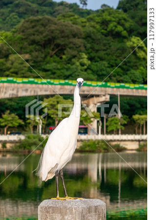 鳥が木にとまる 留まる 公園 117997133