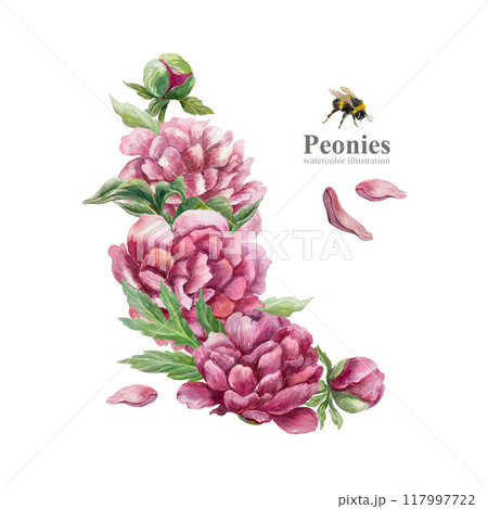 Peonies watercolor. Flowers, buds, leaves, petals. Hand drawn illustration isolated on white. For birthday cards, wedding invitations, posters, labels, templates, banners. Peonies watercolor. Flowers, buds, leaves, petals. Hand drawn illustration isolated on white. For birthday cards, wedding invitations, posters, labels, templates, banners. 117997722