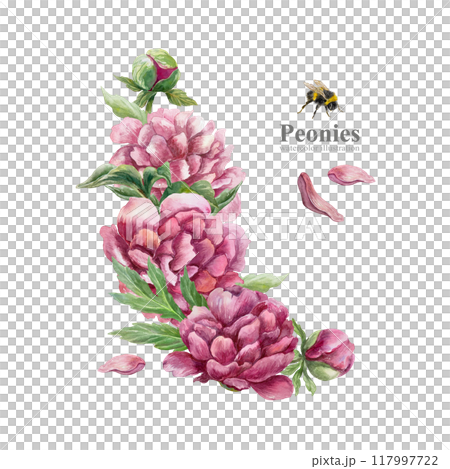 Peonies watercolor. Flowers, buds, leaves, petals. Hand drawn illustration isolated on white. For birthday cards, wedding invitations, posters, labels, templates, banners. Peonies watercolor. Flowers, buds, leaves, petals. Hand drawn illustration isolated on white. For birthday cards, wedding invitations, posters, labels, templates, banners. 117997722
