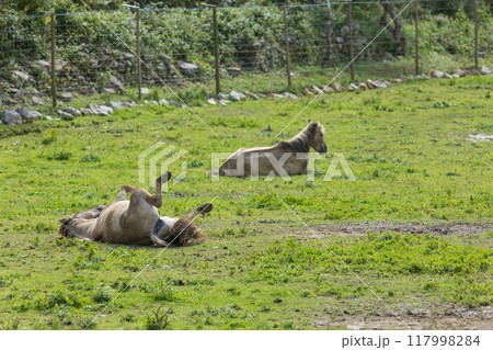 Two horses relaxing in a green meadow on a sunny day 117998284