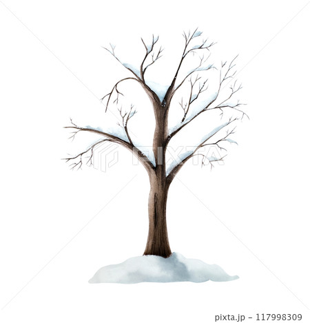 Snow covered tree without leaves. Winter watercolor plant, hand painted illustration isolated on background. For designers, decoration, shop, for postcards, wrapping paper, covers. For posters and tex 117998309