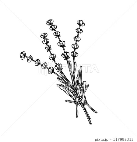 Vector lavender bouquet. Hand painted linear flowers. Graphic clipart isolated on background. Botanical and wedding illustration. For designers, invitations, decoration, postcards, wrapping paper, Vector lavender bouquet. Hand painted linear flowers. Graphic clipart isolated on background. Botanical and wedding illustration. For designers, invitations, decoration, postcards, wrapping paper, 117998313