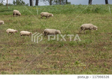 Flock of sheep grazing on a green pasture 117998326