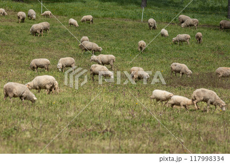 Flock of sheep grazing on a green meadow in springtime Flock of sheep grazing on a green meadow in springtime 117998334